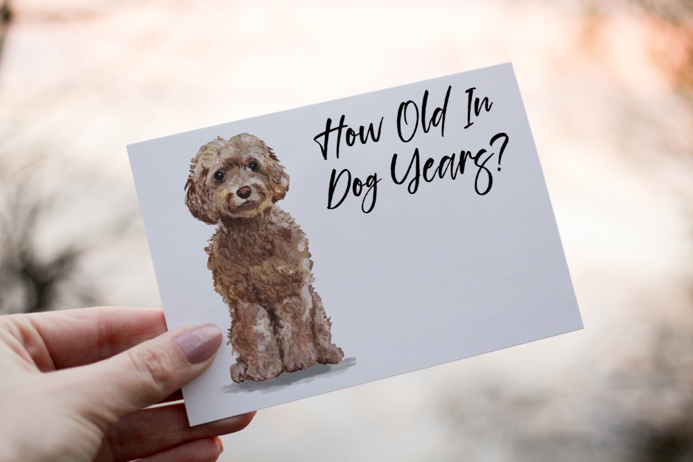 Cockapoo Brown Dog Birthday Card, Dog Birthday Card